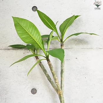 プルメリア　二点 JL Cultivars — Jim Little Plumeria JAPAN